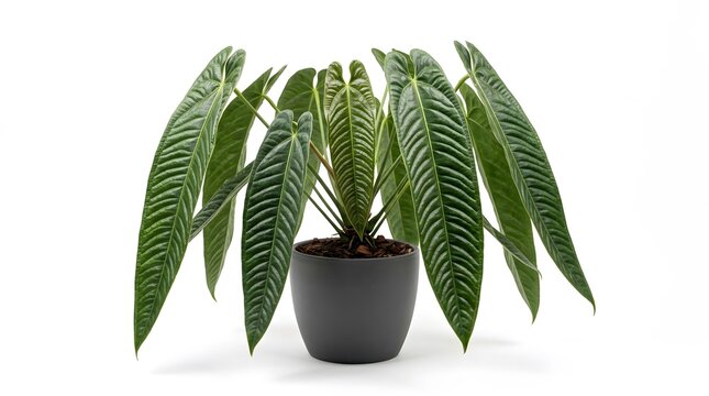 Large anthurium warocqueanum plant with long pendulous green leaves in a grey round planter