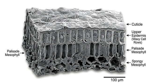 Microscopic cross section of a leaf showing cuticle epidermis and mesophyll cellular structure