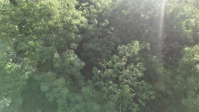 Fitta vegetazione verde illuminata da un raggio di luce naturale che attraversa la chioma degli alberi.