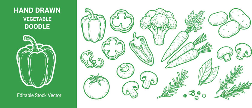 Hand drawn fresh vegetable and herb collection with bell pepper broccoli carrots potatoes mushrooms and culinary greens