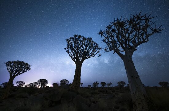 Quiver trees (Aloe dichotoma), night shot with starry sky, quiver tree forest in Garaspark near Keetmanshoop, Karas Region, Namibia