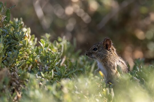 Four-striped grass mouse or four-striped grass rat (Rhabdomys pumilio), South Africa