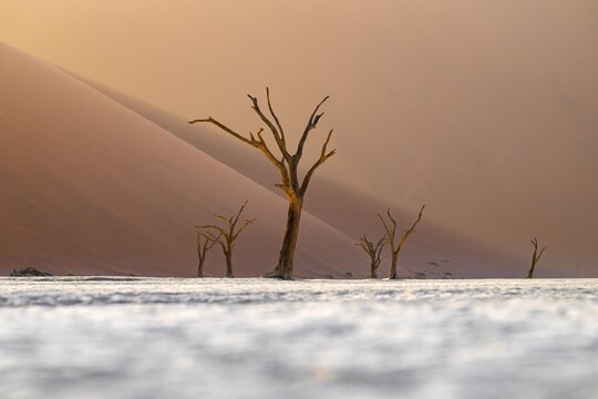 Red sand dunes and white salt pan with dead trees, Dead Vlei, Namib Desert, Namib Naukluft Park, Namibia