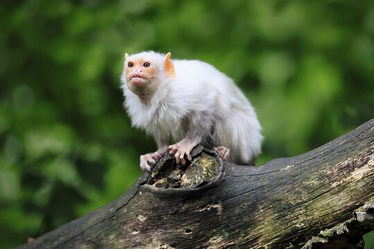 Silver marmoset (Mico argentatus, syn.: Callithrix argentata), silver marmoset, adult, sitting on a tree trunk, alert, South America