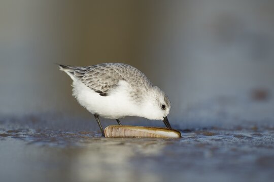 Sanderling (Calidris alba) adult wading bird in winter plumage feeding on a razorshell on a beach, Norfolk, England, United Kingdom