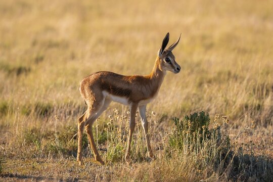 Cute young springbok (Antidorcas marsupialis) in meadow, Mountain Zebra National Park, South Africa
