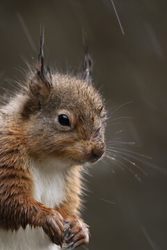 Red squirrel (Sciurus vulgaris) adult animal in a rain storm, England, United Kingdom