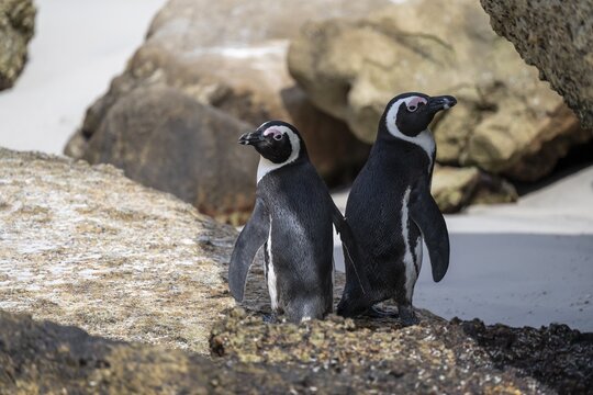 Two spectacled penguins (Spheniscus demersus) on a rock, Boulder Beach, Western Cape, Simon's Town, South Africa