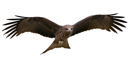 Obraz premium Brown eagle with spread wings flying