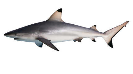 Obraz premium Blacktip reef shark swimming side view, grey and white