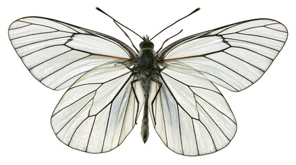 White butterfly with black veins on wings © Cressida
