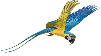 Blue and yellow macaw parrot flying with wings spread © Cressida