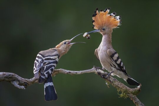 Hoopoe (Upupa epops) &ndash; Bird of the Year 2022, Male bringing food to the female, courtship gift, prey, foraging, interaction, pair, pair formation, mating, raised crest, sunrise, interaction, feeding, climate change, Middle Elbe Biosphere Reserve, Saxony-Anhalt, Germany