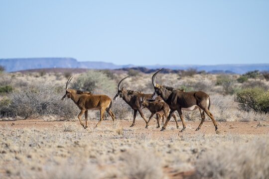 Herd, roan antelope (Hippotragus equinus) in the grasslands, South Africa