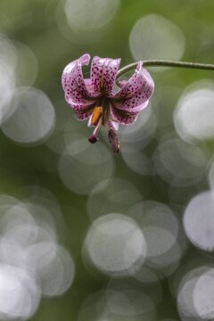 Martagon lily (Lilium martagon), Emsland, Lower Saxony, Germany