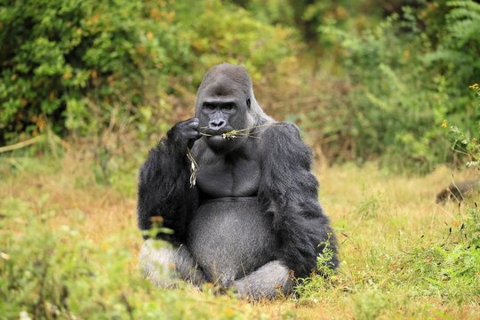 Western gorilla (Gorilla gorilla), adult, male, silverback, sitting on the ground, eating