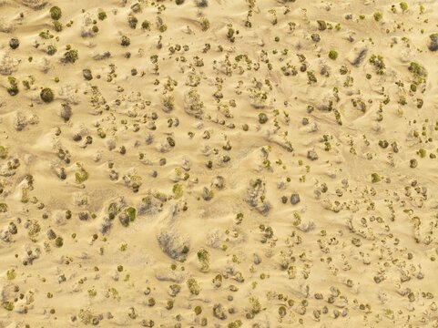 Sparse desert vegetation, mainly Salsola species. Aerial view. Drone shot. Namib Desert, Skeleton Coast, Namibia