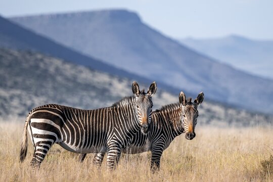 Two Cape Mountain Zebra (Equus zebra zebra), adult animal, Mountain Zebra National Park, Eastern Cape, South Africa