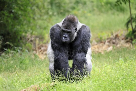 Western gorilla (Gorilla gorilla), adult male, silverback, on the ground