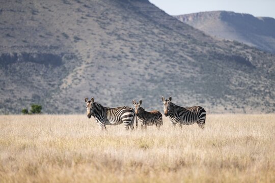 Herd, Cape Mountain Zebra (Equus zebra zebra), adult animal, Mountain Zebra National Park, Eastern Cape, South Africa