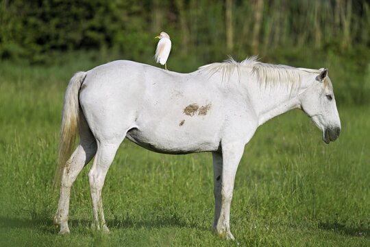 Camargue horse (Equus caballus), mare with a cattle egret (Bubulcus ibis) on her back, Saintes-Marie-de-la-Mer, Camargue, southern France, France