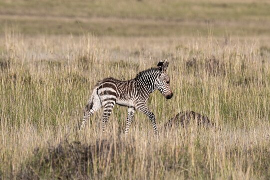 Cape Mountain Zebra (Equus zebra zebra), foal, Mountain Zebra National Park, Eastern Cape, South Africa