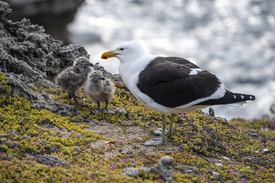 Dominican Gull (Larus dominicanus) with two chicks on the coast, Eastern Cape, South Africa