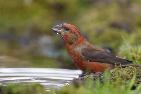 Common crossbill (Loxia curvirostra) adult male bird drinking water at a woodland pool, England, United Kingdom