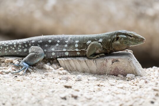 Racer lizard (Cnemidophorus murinus), Curacao