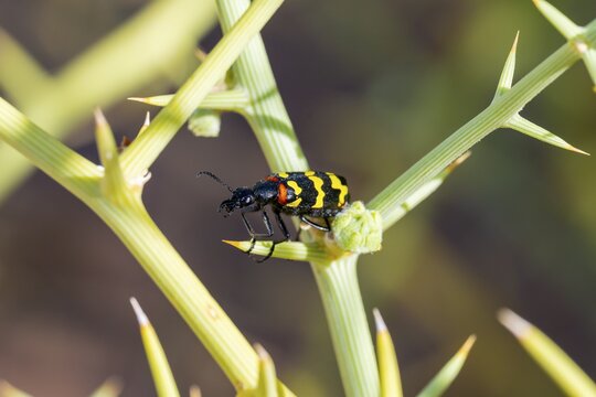 Zigzag Blister Beetle (Hycleus zigzagus), Namib Desert, Namib Naukluft Park, Namibia