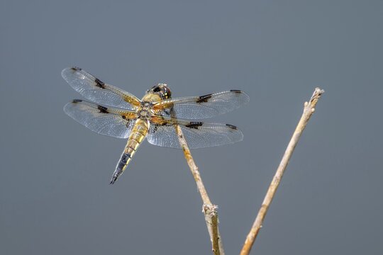 A four-spotted dragonfly (Libellula quadrimaculata) perched on a blade of grass, Littlewood Ranch, Limbach, Burgenland, Austria