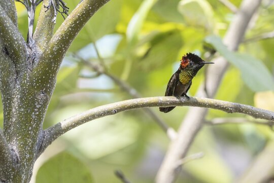 Topaz ruby-throated hummingbird (Chrysollampis mosquitus), Curacao