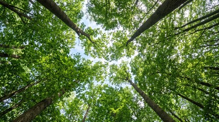 Fototapeta premium Looking up through green forest canopy