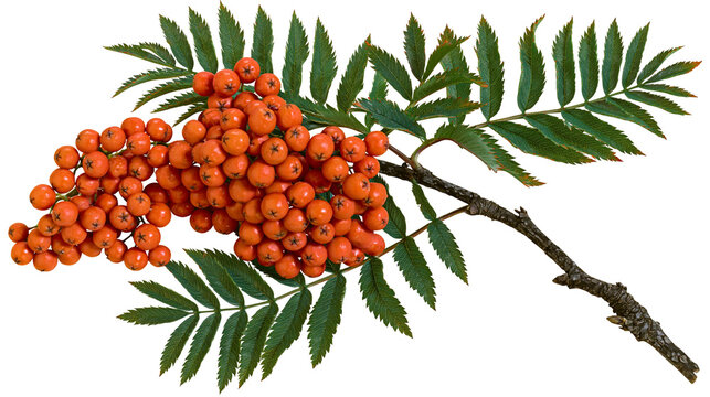 Orange rowan berries cluster with green leaves on branch