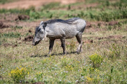 Warthogs (Phacochoerus africanus), Addo-Elefant National Park, Eastern Cape, South Africa