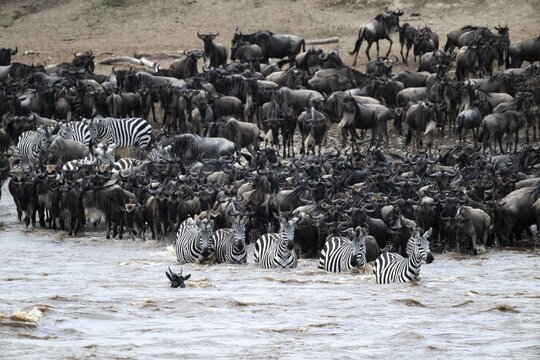 The Great Migration: huge herds of wildebeest (Connochaetes taurinus) and plains zebras cross the Mara River and swim to the other side, Serengeti, Tanzania