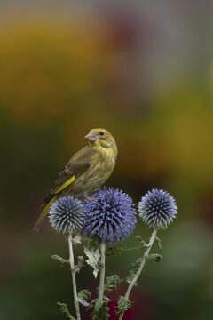 Greenfinch (Chloris chloris) juvenile bird on a garden Globe thistle (Echinops ritro) flower head in summer, Suffolk, England, United Kingdom