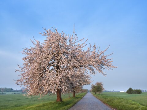 Field landscape in spring, narrow country road with cobblestones lined with blossoming cherry trees at dawn, near Querfurt, Saxony-Anhalt, Germany