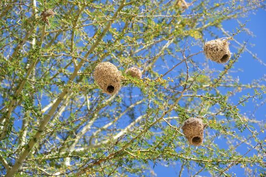 Many weaver bird nests hang in trees, Addo Elephant National Park, Eastern Cape, South Africa