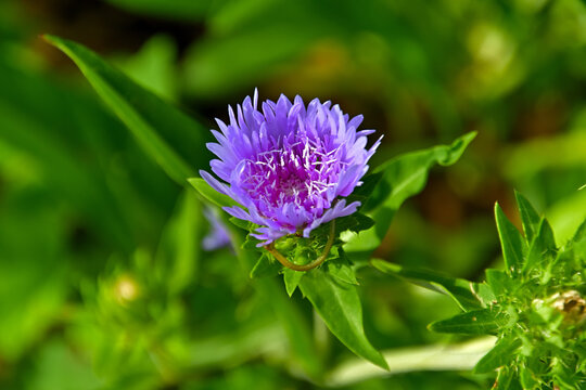 和名ではルリギクと呼ばれるストケシアの花