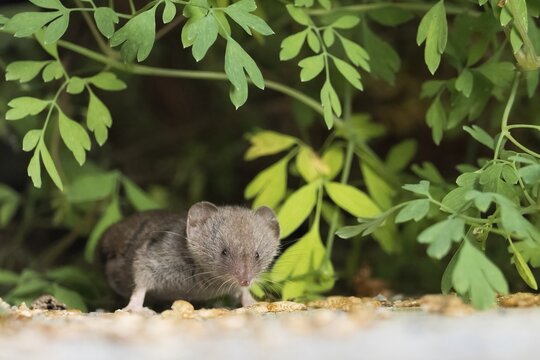 A house shrew (Crocidura russula) peeks out from the foliage, looking alert, Hesse, Germany