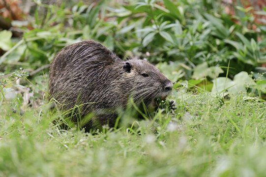 Nutria (Myocastor coypus), grazing, Camargue, southern France, France