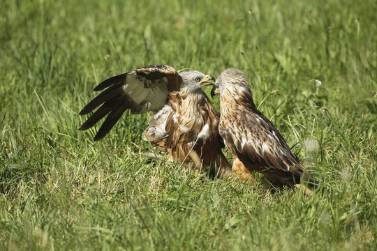 Red Kite (Milvus milvus) &ndash; adult birds squabbling in a meadow, Allg&auml;u, Bavaria, Germany