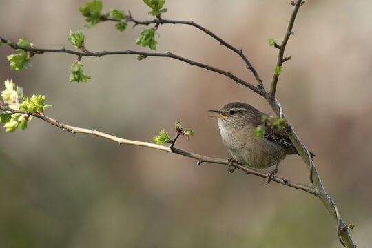 Eurasian wren (Troglodytes troglodytes) adult garden bird singing on a tree branch in spring, England, United Kingdom