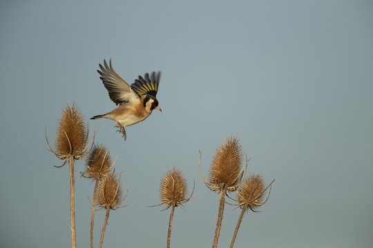 European goldfinch (Carduelis carduelis) adult bird in flight taking off from a Teasel (Dipsacus fullonum) seed head, England, United Kingdom