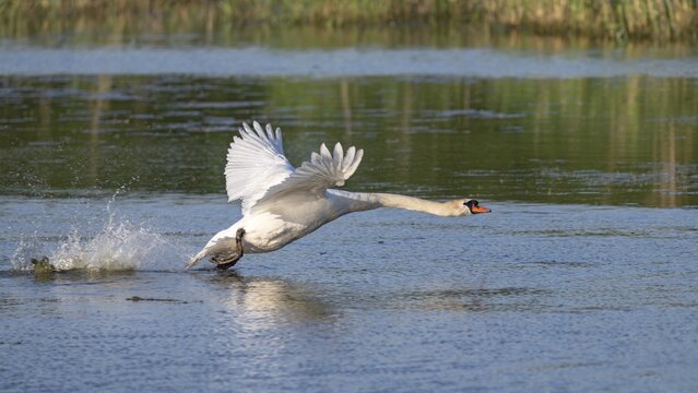 Mute swan (Cygnus olor), taking off from the water, Gro&szlig;wilfersdorf Nature Reserve, Gro&szlig;wilfersdorf, Styria, Austria