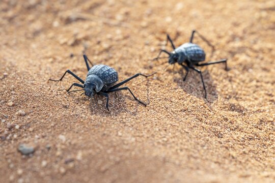 Two fog beetles (Onymacris unguicularis), mating, Toktokkie beetle, in the sand, Namib Desert, Namib Naukluft Park, Namibia