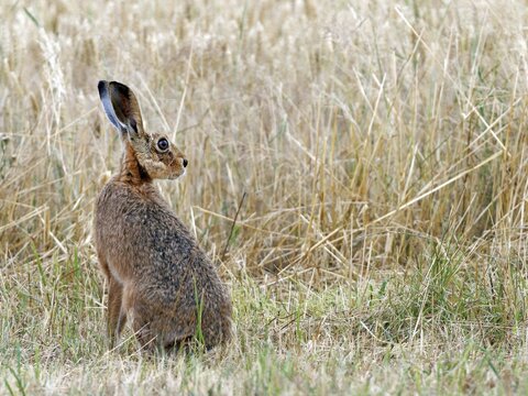 European hare (Lepus europaeus) in a mown meadow, Solms, Hesse, Germany