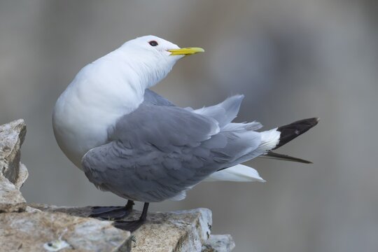 Black legged kittiwake (Rissa tridactyla) adult seabird bird on a cliff ledge in summer, England, United Kingdom