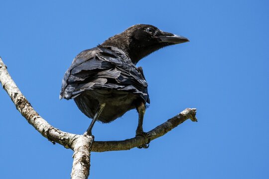 A carrion crow (Corvus corone) perched on a branch, Hinterstein, Bad Hindelang, Oberallg&auml;u, Allg&auml;u, Bavaria, Germany